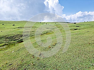 Nature's view of sky, cloud, green meadows & cows at hillstation namely Paye, location in Pakistan