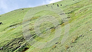 Nature's view of sky, cloud, green meadows & cows at hillstation namely Paye, location in Pakistan photo