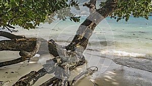 The picturesque sloping trunk of a tropical tree on a sandy beach