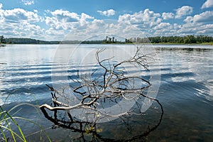 Picturesque snag in the water near the shore of the lake