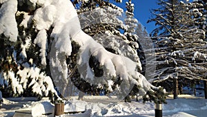 Picturesque snowy winter landscape with snowy fir trees. Branches of a Christmas tree in the snow. Frosty sunny day