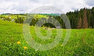 Picturesque spring Carpathians scene with a green and lush pasture and old cabins on the valley surrounded by pine woods in