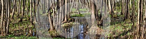 Picturesque spring flooded forest and river -- spring landscape, banner, panorama