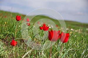 The picturesque spring flowering of wild dwarf tulips in the Kalmyk steppes