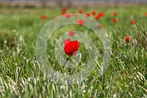 The picturesque spring flowering of wild dwarf tulips in the Kalmyk steppes