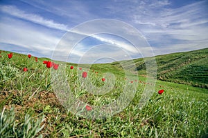 The picturesque spring flowering of wild dwarf tulips in the Kalmyk steppes