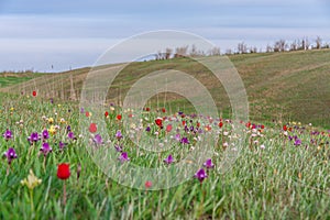 The picturesque spring flowering of wild dwarf tulips in the Kalmyk steppes