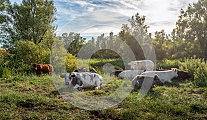 Picturesque still life with quietly ruminating cows of different