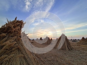 Picturesque stocks of hay rising above the horizon in the sunset hour