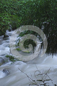 Picturesque stream flows through a lush green forest with moss on the rocks