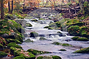 Picturesque stream in wood