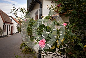 Picturesque street with rose bush