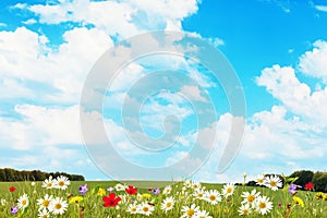 Picturesque summer background of grass on a field with flowers and a beautiful cloudy sky