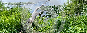 Picturesque summer landscape of lake shore with dead dry tree in water