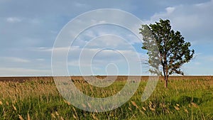 Picturesque summer landscape with a lone tree in the field surrounded by reed vegetation. Empty land, idyllic rural nature scene