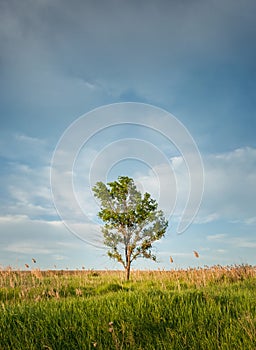 Picturesque summer landscape with a solitary tree in the meadow surrounded by reed and green vegetation. Idyllic rural nature