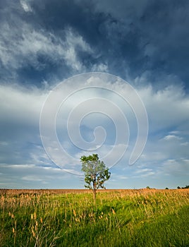 Picturesque summer landscape with a solitary tree in the meadow surrounded by reed and green vegetation. Idyllic rural nature