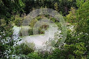 Picturesque summer swamp landscape