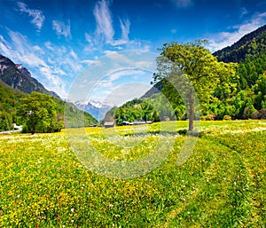 Picturesque summer view of alpine meadows with fields of blooming flowers.