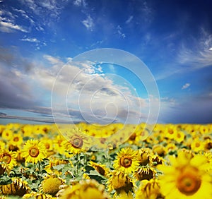 Picturesque sunflower field under blue sky with clouds