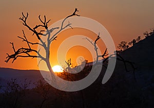 Picturesque sunrise in the mountains, featuring a silhouette of bare, dead trees.