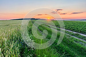 Picturesque sunset over agricultural fields. The road between crops