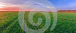 Picturesque sunset over a green field with rows of young shoots of wheat. Panoramic view