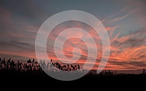 Pink sunset wheat fileld