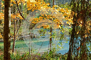Autumn forest pond, picturesque swamp in autumn