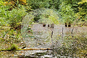 Picturesque swamp in the forest, swampy forest pond