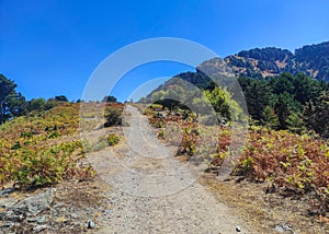 Picturesque trail up in the mountains of Thassos Island , Greece