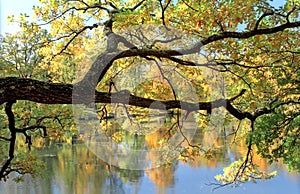 Picturesque tree branch over water