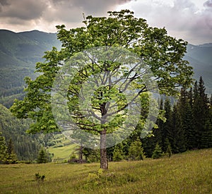 Picturesque tree dramatic background. Sepia color of Carpathian nature, Ukraine