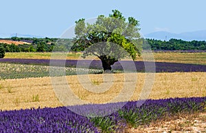 Picturesque tree in the middle of a lavender field and an oat field.