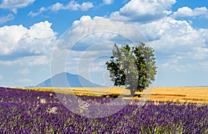 Picturesque tree in the middle of a lavender field and an oat field.