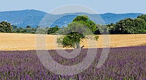 Picturesque tree in the middle of a lavender field and an oat field.