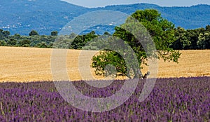 Picturesque tree in the middle of a lavender field and an oat field.