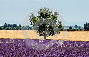 Picturesque tree in the middle of a lavender field and an oat field.