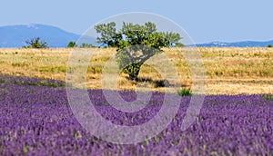 Picturesque tree in the middle of a lavender field and an oat field.