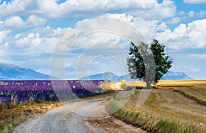 Picturesque tree in the middle of a lavender field and an oat field.