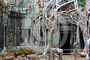 Picturesque tree roots jungle sculpture ancient Ta Prohm Angkor temple, Cambodia