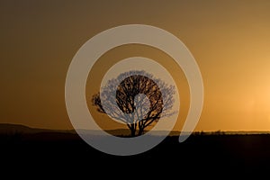 Pittoresco un albero sul tramonto 