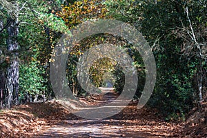 Picturesque tree tunnel over countryside road