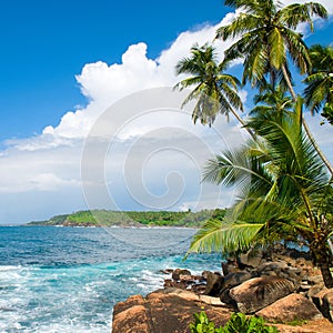 Picturesque tropical beach with palm trees