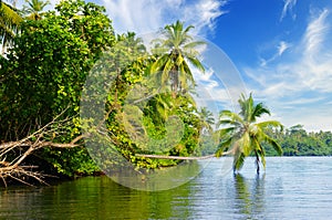 Picturesque tropical landscape. Lake, coconut palms and mangroves