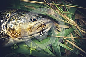 Picturesque trout is caught on a bait