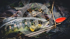 Picturesque trout is caught on a bait