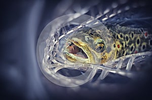 Picturesque trout caught fly fishing