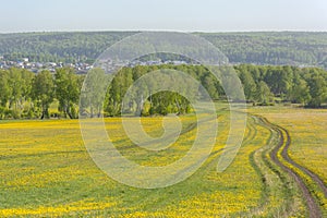 Picturesque  unpaved road among fields overgrown with yellow flowers