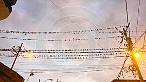 Picturesque urban street scene with many birds in the street lighting cables in Montanita